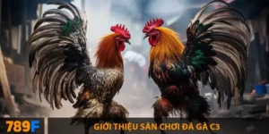 Đá gà c3