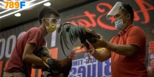 Khuyến mãi đá gà 789F