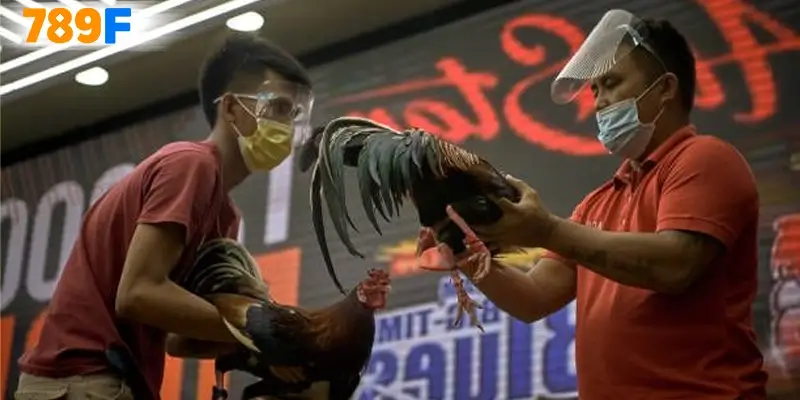 Khuyến Mãi Đá Gà – Các Ưu Đãi Cực Đỉnh Tại Nhà Cái 789F