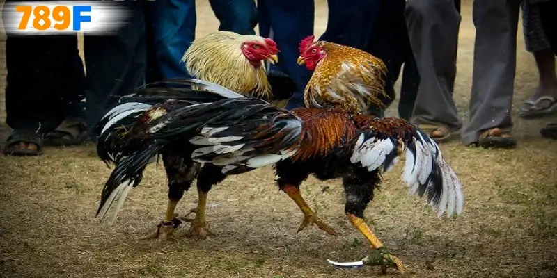 Đá gà cựa dao hình thức chơi lâu đời