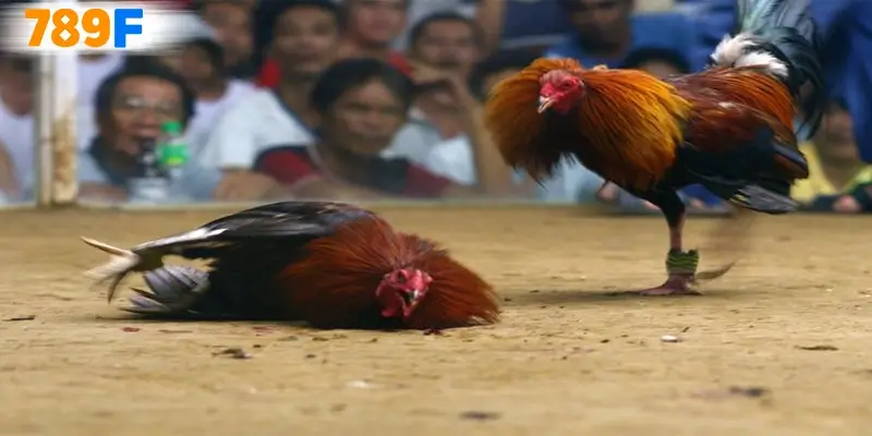 Điểm mạnh của đá gà cựa dao