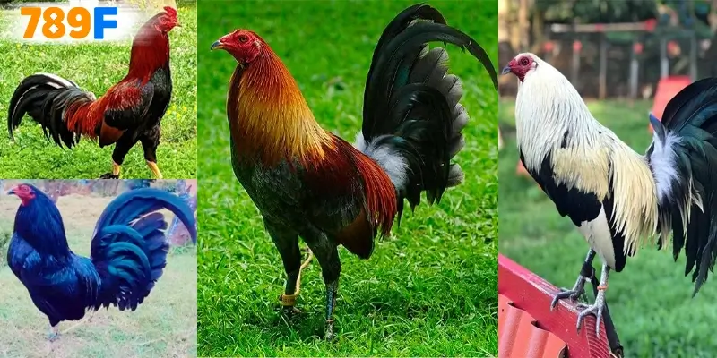 Những dòng gà dùng để tham gia đá cựa dao