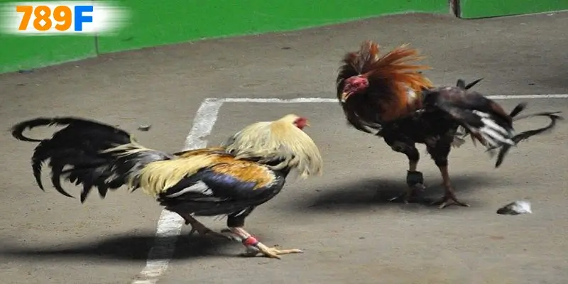 Giới thiệu đôi nét về đá gà 88