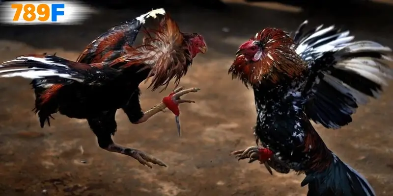 Những hình thức đá gà thomo 67 được ưa chuộng