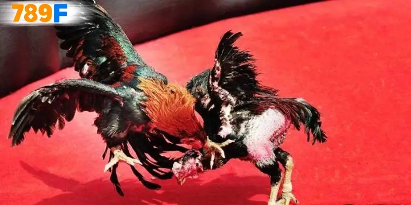 Màu mạng gà đá và bảng tham chiếu theo ngũ hành 2025 8 Hướng dẫn chơi đá gà C2 chi tiết