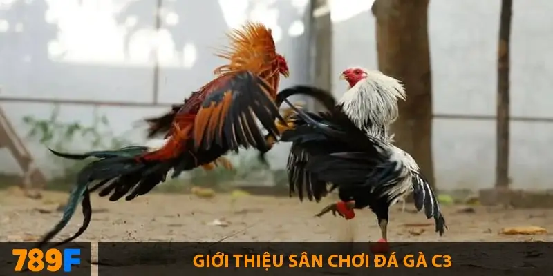Lý do đá gà C3 được yêu thích