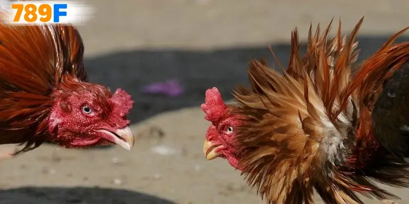 Lý do làm nên tên tuổi của sân chơi