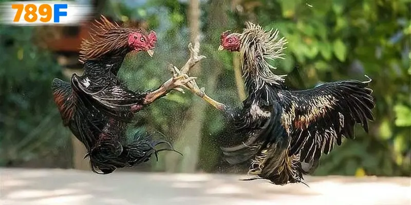 Màu mạng gà đá và bảng tham chiếu theo ngũ hành 2025 9 Mẹo chơi và tâm lý khi bắt đầu tham gia