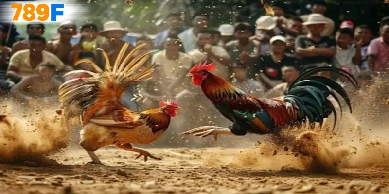 Sân chơi khá được lòng các anh em Miền Tây Nam Bộ