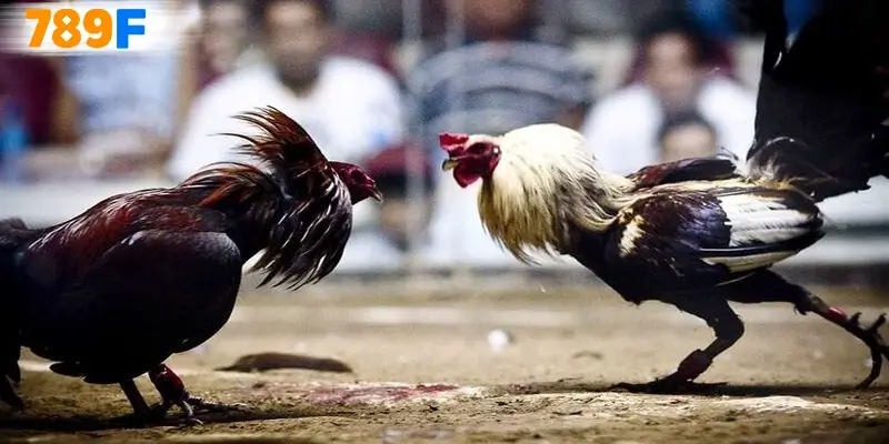 Thông tin về sân chơi Thomo 67