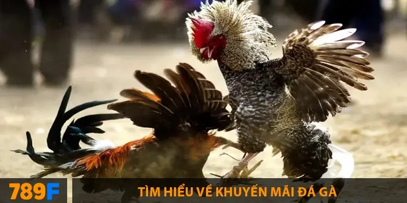 Khuyến Mãi 58K – Tải App Tặng Điểm Trải Nghiệm tại 789F 7 Tìm hiểu về khuyến mãi đá gà