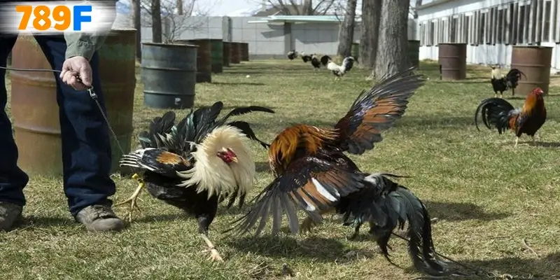 Ưu điểm của môn chơi cực hot này