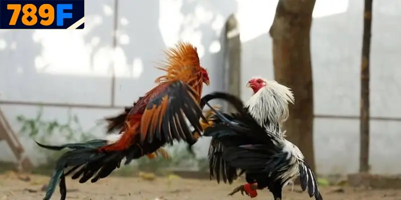 789F - Trang đá gà uy tín, hỗ trợ người chơi Việt