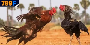 đá gà bình luận