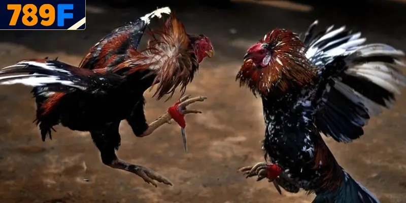 Đá gà bình luận - lựa chọn hàng đầu hiện nay