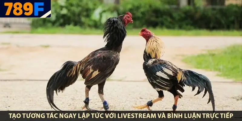 Tạo tương tác ngay lập tức với livestream và bình luận trực tiếp
