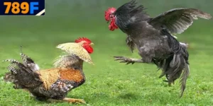 trang đá gà uy tín