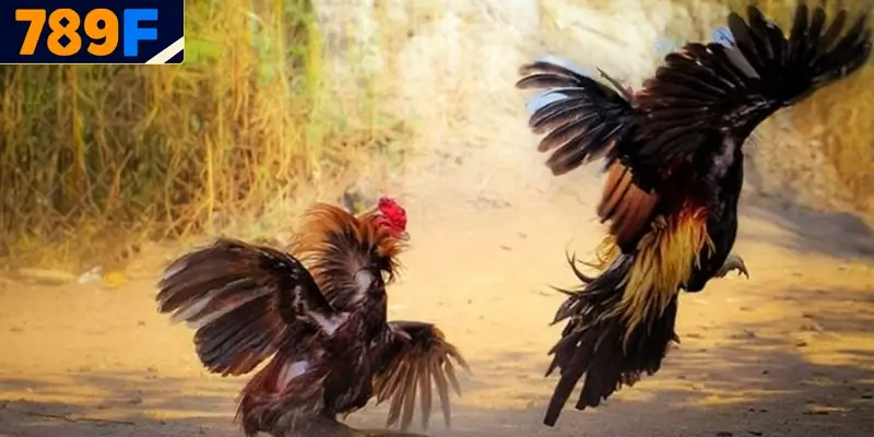 Đá gà VIP - hình thức đá gà chuyên nghiệp, quy mô và chất lượng vượt trội