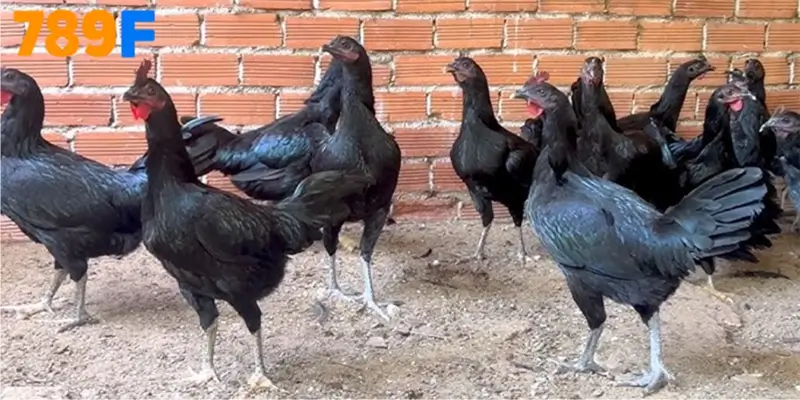 Bản đồ chuồng trại cho gà Peru