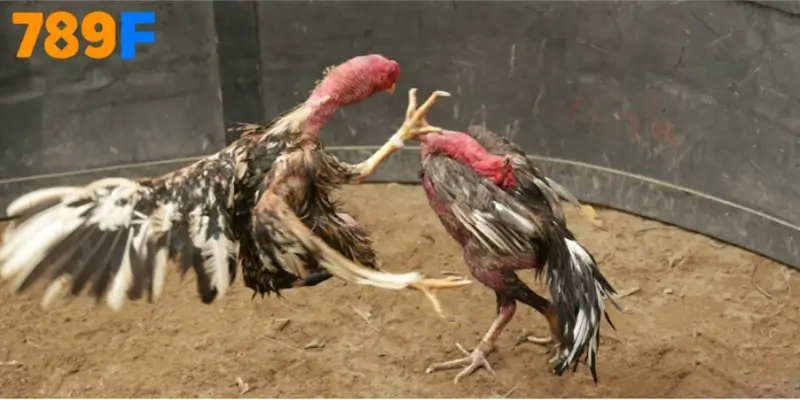 Bí quyết nuôi gà nòi Việt