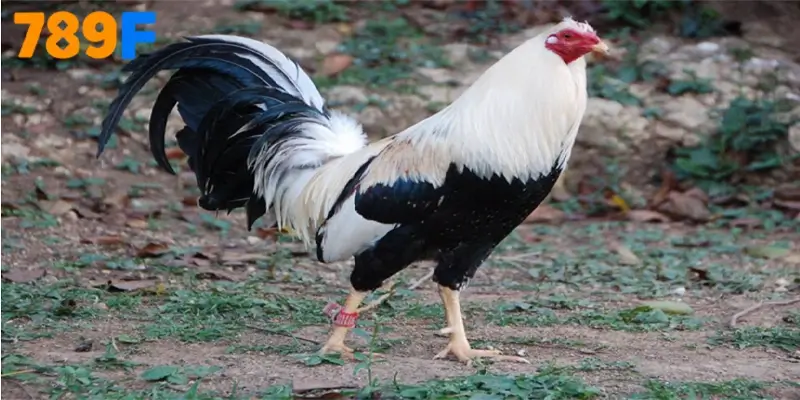 Cách chọn gà Mỹ cảnh khỏe – đẹp