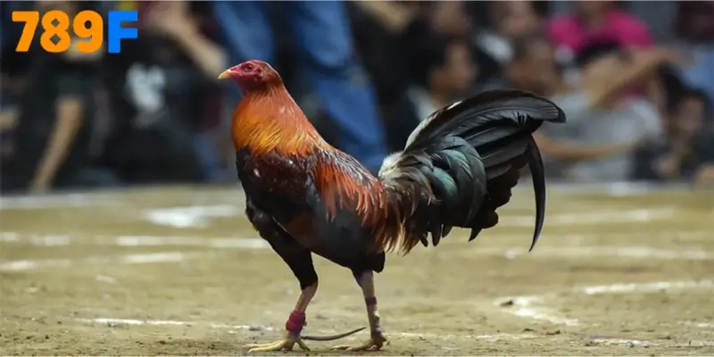 Cách nuôi chuẩn gà Kelso