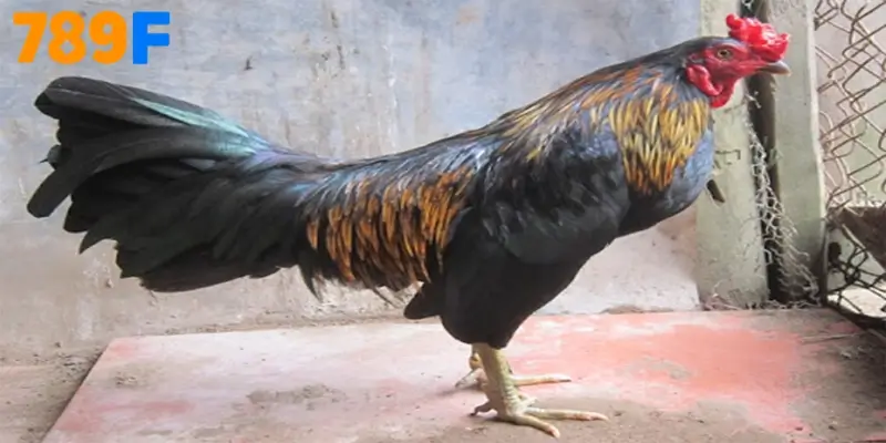 Cách nuôi gà Peru thu lợi nhuận cao