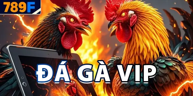 Đá Gà VIP - Kinh Nghiệm Chọn Gà, Đặt Cược
