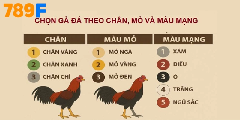 FAQs về “Màu mạng gà đá”