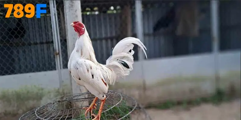 Gà Asil - “lực sĩ” từ Ấn Độ & cẩm nang chăm sóc 8 tuần chuẩn form