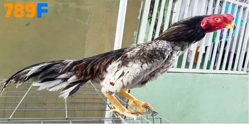 Gà Asil xuất xứ từ tiểu lục địa Ấn Độ