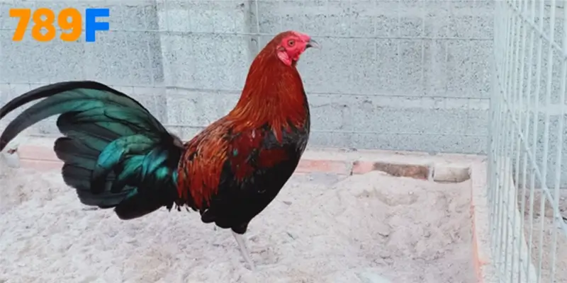 Gà Kelso có nguồn gốc từ Hoa Kỳ