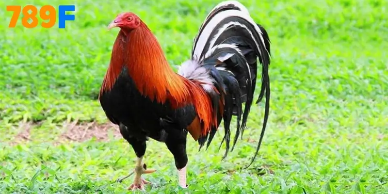 Gà Mỹ - nguồn gốc, đặc điểm & 1 chế độ nuôi gà đá đến từ mỹ