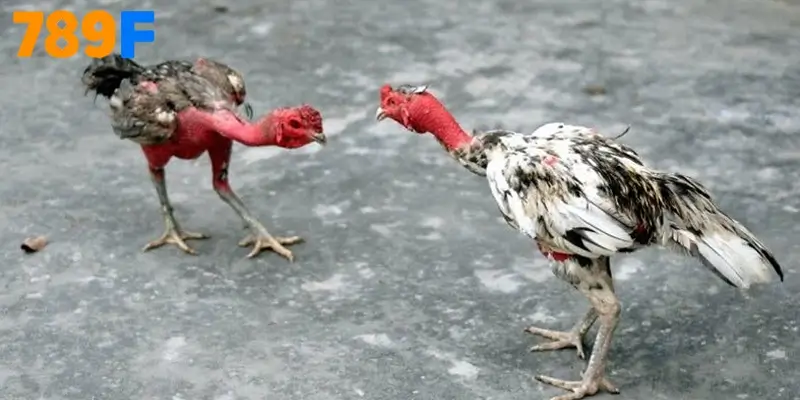 Gà nòi Việt – bí quyết chinh phục người chơi gà 2025