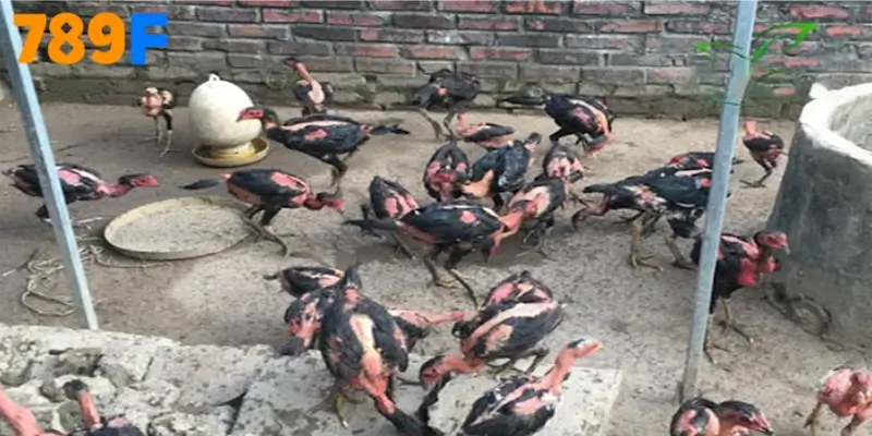 Gà nòi Việt có khung xương chắc, cơ nở, lông ôm sát