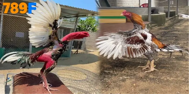 Gà nòi Việt là dòng gà bản địa được người Việt thuần dưỡng