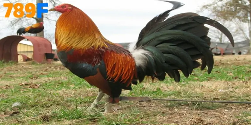 Gà Peru có xuất xứ từ Nam Mỹ