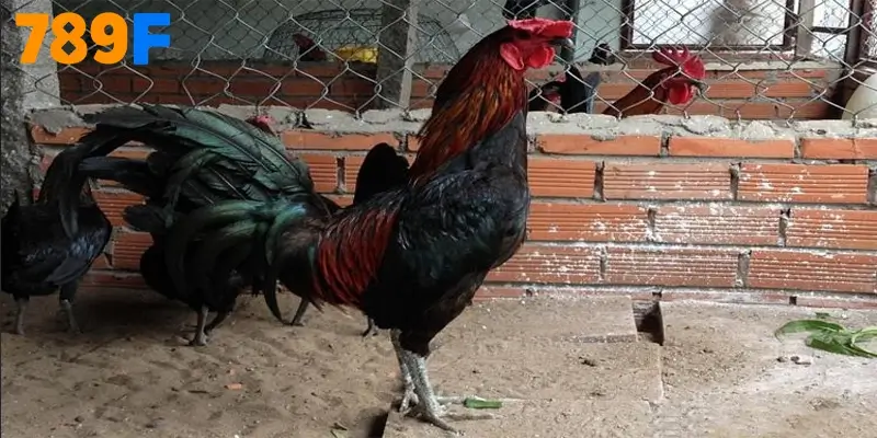 Gà Peru - nguồn gốc, “bản đồ” chuồng trại & playbook 28 ngày