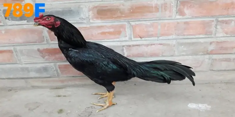 Lộ trình chăm sóc Gà Asil