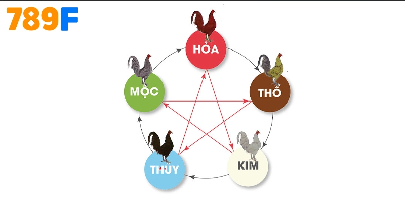 Màu mạng gà đá là gì?