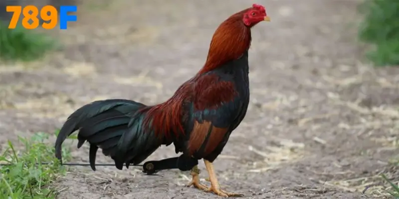 Rèn thể lực an toàn cho Gà Mỹ