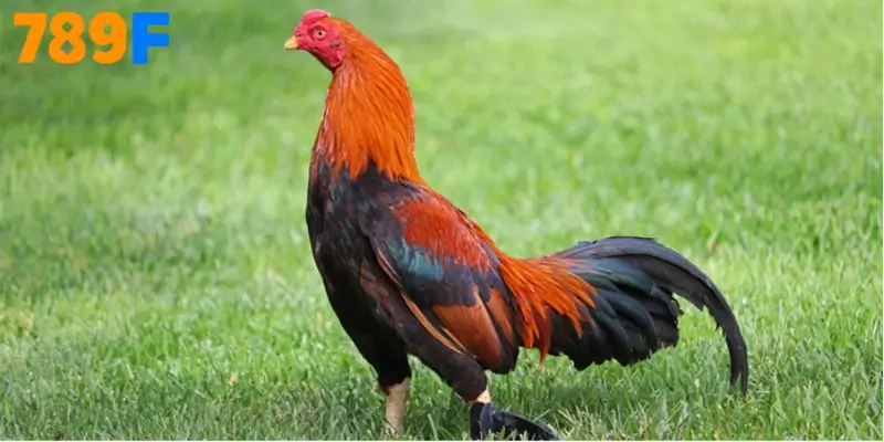 Ưu – nhược điểm của Gà Asil