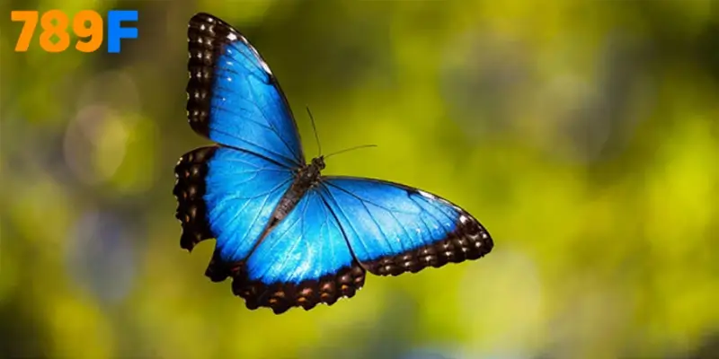 Biến Điềm Báo Thành Hiện Thực Cùng Nhà Cái 789F