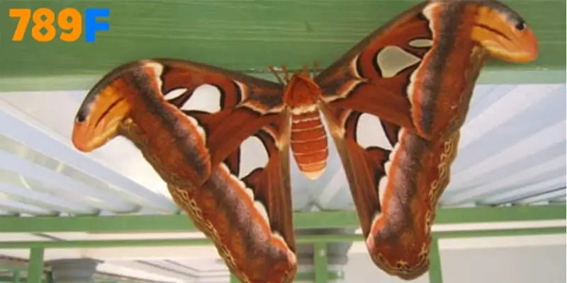 Bướm Bay Vào Nhà Đánh Số 26 – 62 – 86