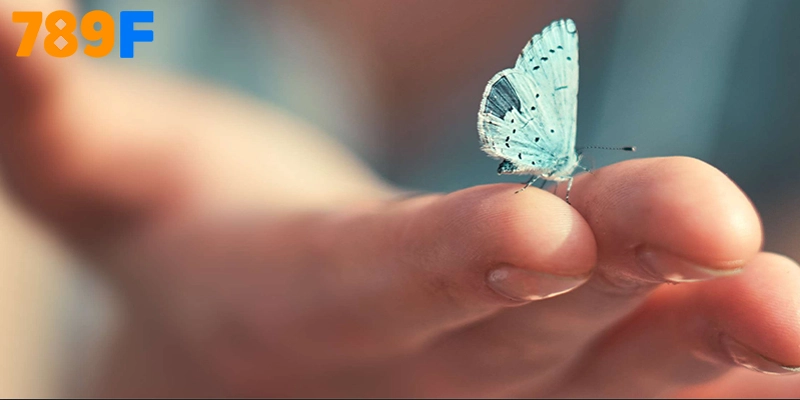 Bướm Bay Vào Nhà Đánh Số Gì? Giải Mã Điềm Lành Và Con Số