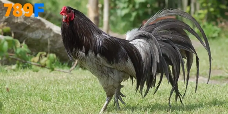 Cách lai tạo dòng Gà Sweater