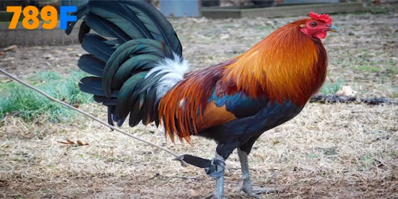 Dòng chiến kê này có khung xương gọn, cơ chắc, lông ôm