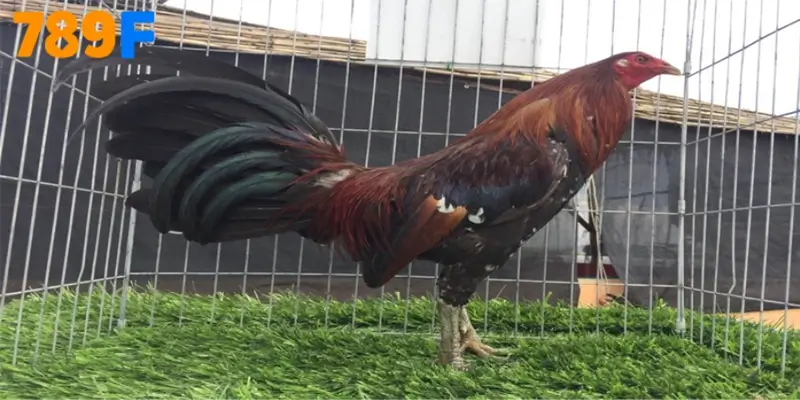 Gà Roundhead có phom đầu tròn