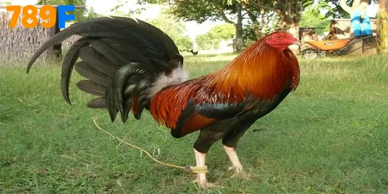 Gà Roundhead nguồn gốc tên gọi, Form Hình & góc nhìn sư kê