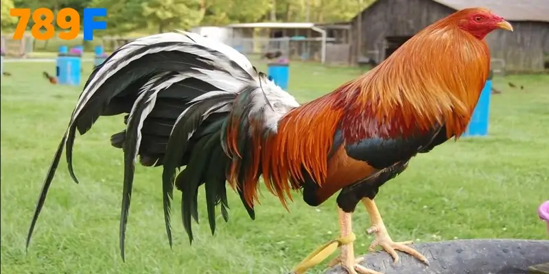 Gà Sweater - Hướng Dẫn Lai Tạo Và Bật Form Trong 21 Ngày